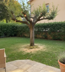 Arbre taillé et équilibré après intervention d’Élagage Cannes